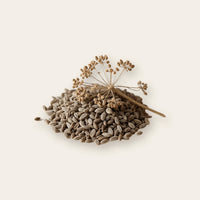 Anise