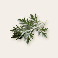 Artemisia