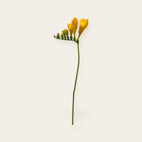 Freesie