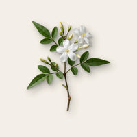 Jasmin