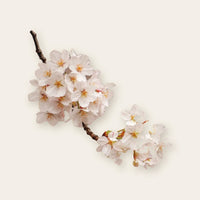 Cherry Blossom