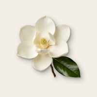 Magnolie