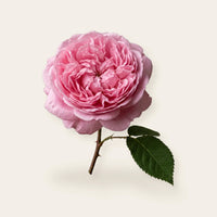 May Rose