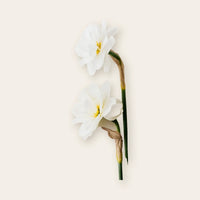 Narcissus