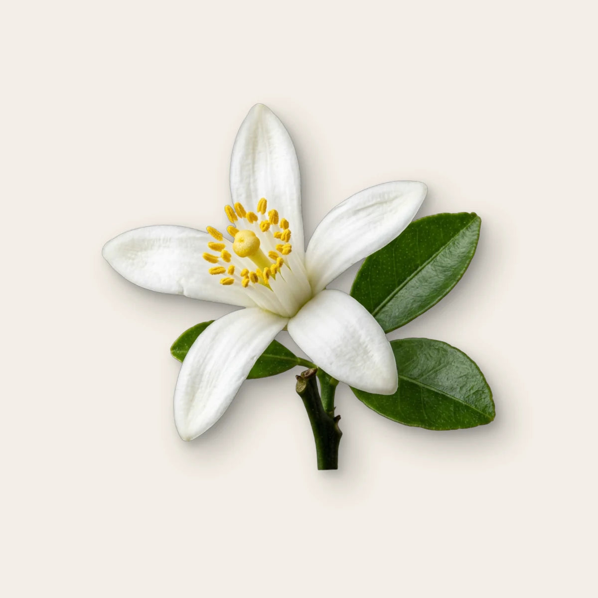 Neroli (Citrus × aurantium) – Duftnote, Studiobild auf Leinen, Bild generiert