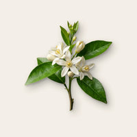Orangenblüte