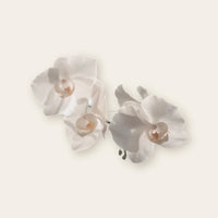 Orchid