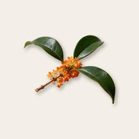 Osmanthus