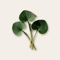 Violet Leaf