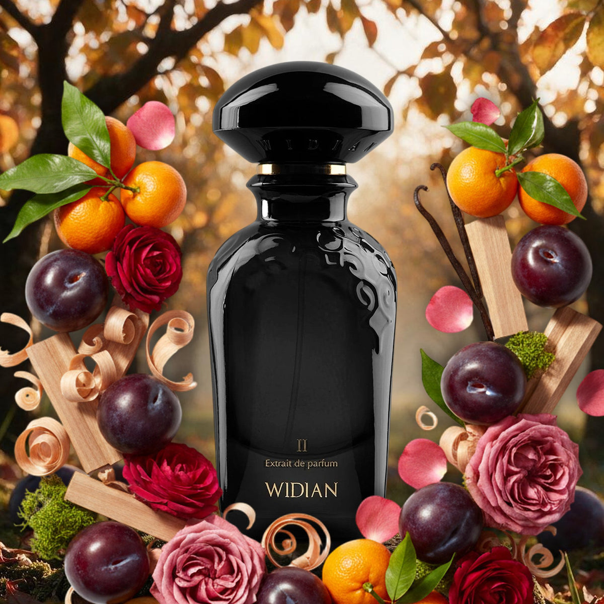Black II von Widian im herbstlichen Pflaumengarten, umrahmt von Pflaumen, Mandarinen, Rosen, Sandelholz und Moos