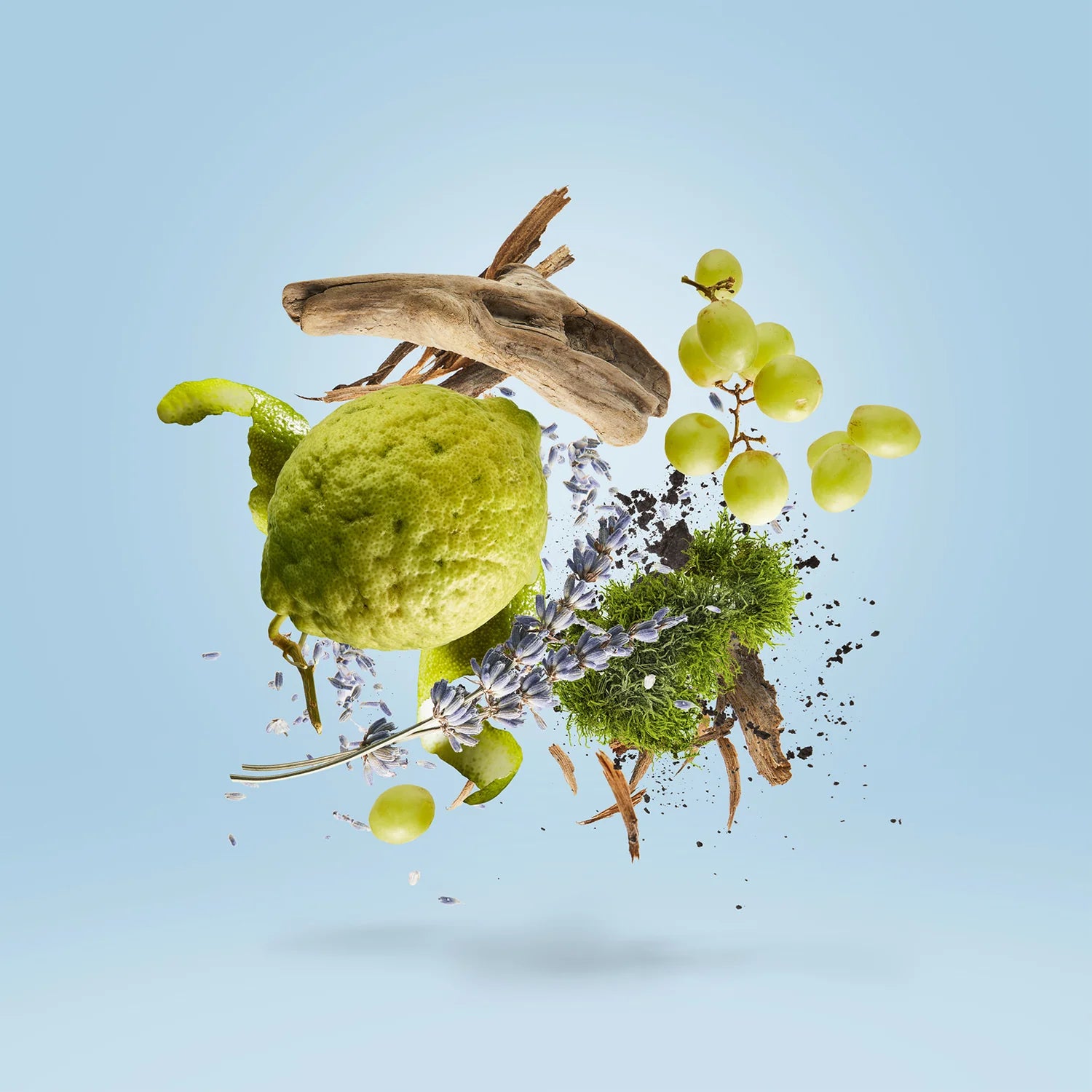 Mefisto Gentiluomo, Casamorati