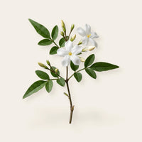 ägyptischer Jasmin