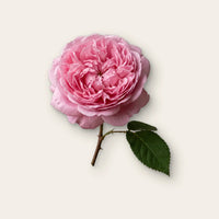 bulgarische Rose