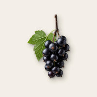 Cassis