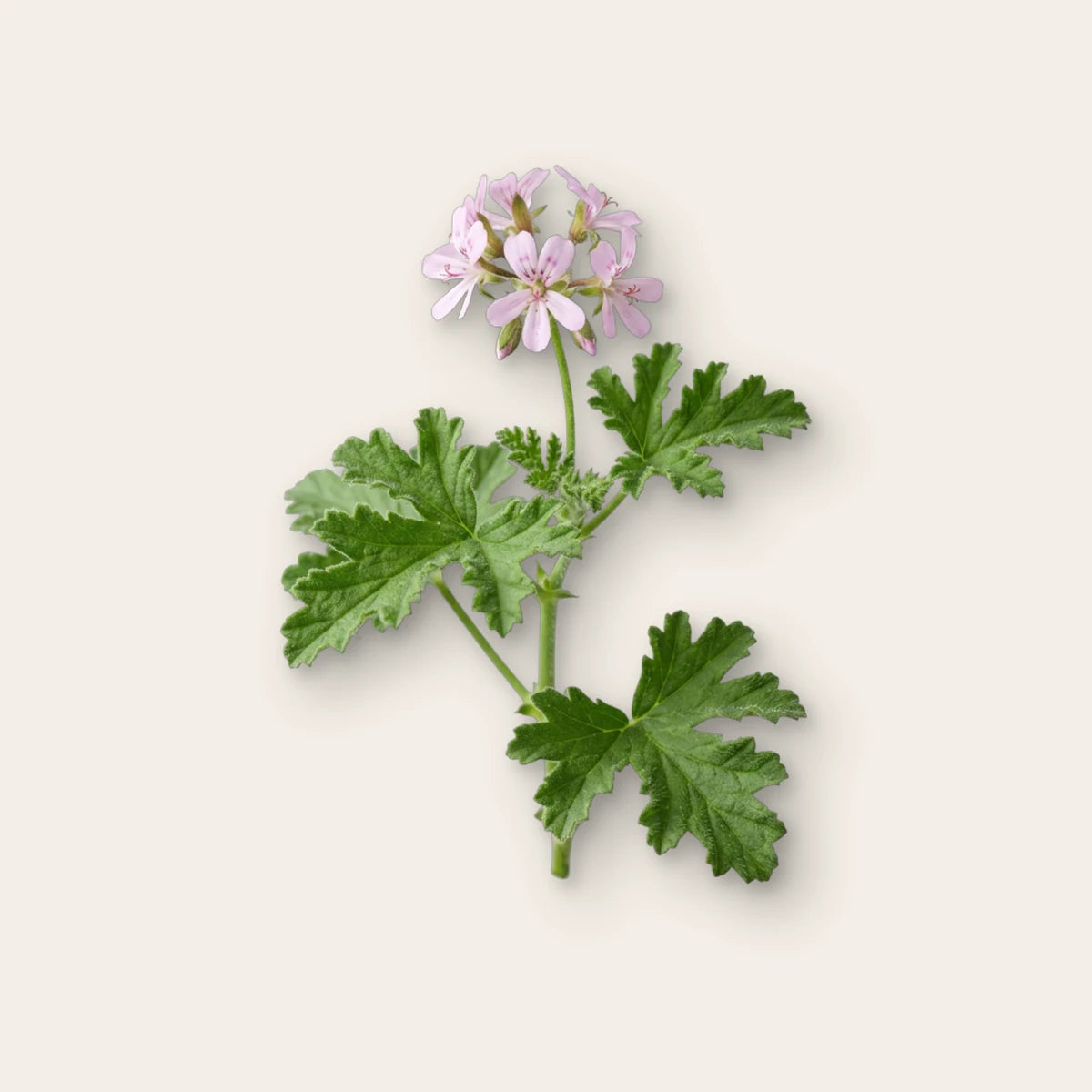 Geranie (Pelargonium graveolens) – Duftnote, Studiobild auf Leinen, Bild generiert