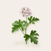 geranium