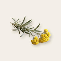 Immortelle