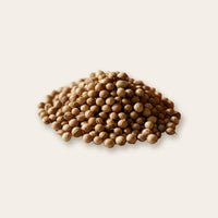 Coriander
