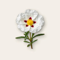 Labdanum