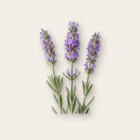 Lavendel