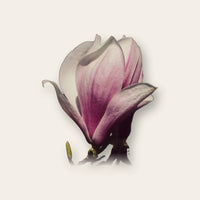 Magnolie