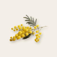 Mimosa