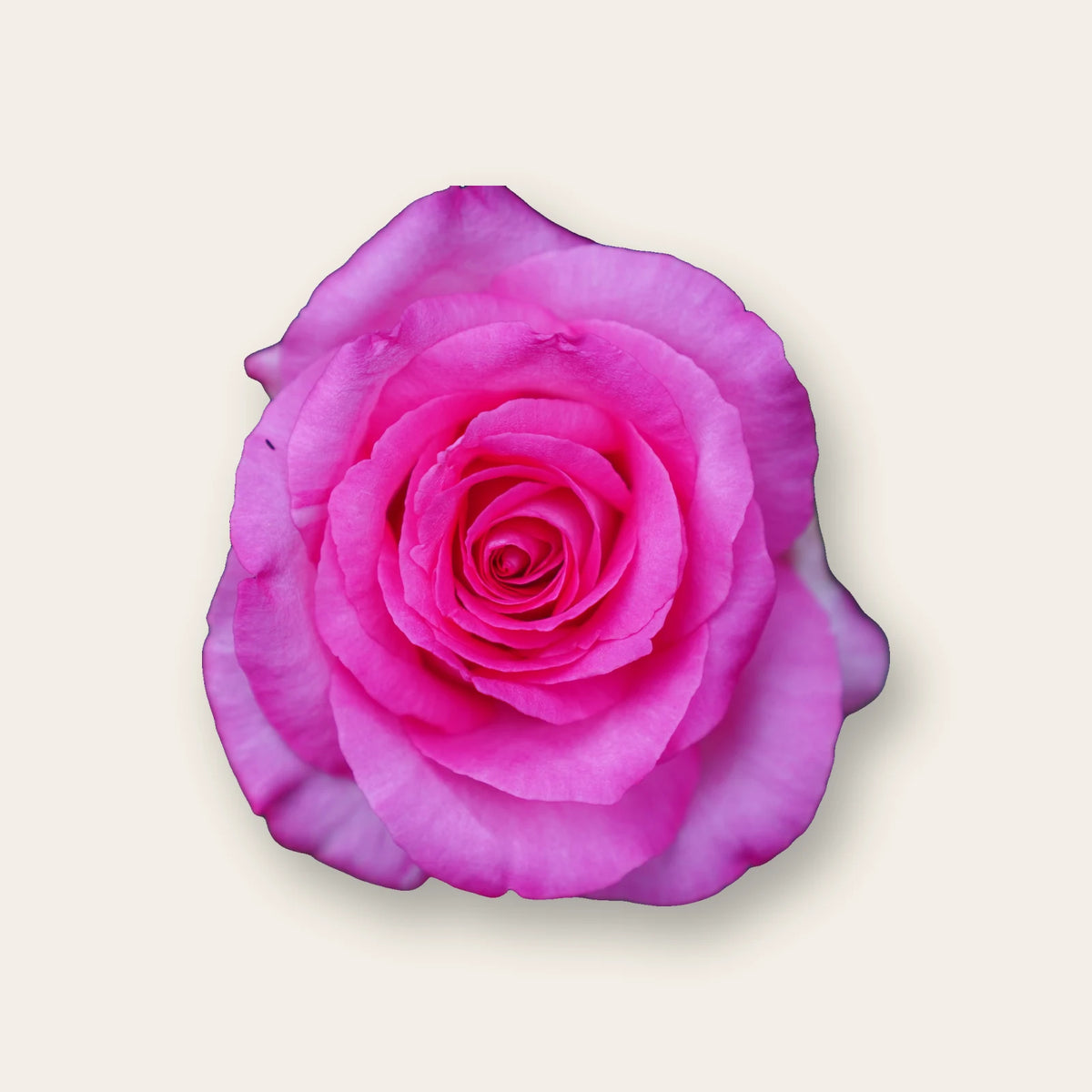 Rosa Rosenblüte (Rosa) von oben auf hellem Leinen