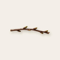 Black Currant Bud