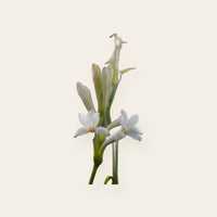 Tuberose