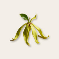 Ylang-Ylang