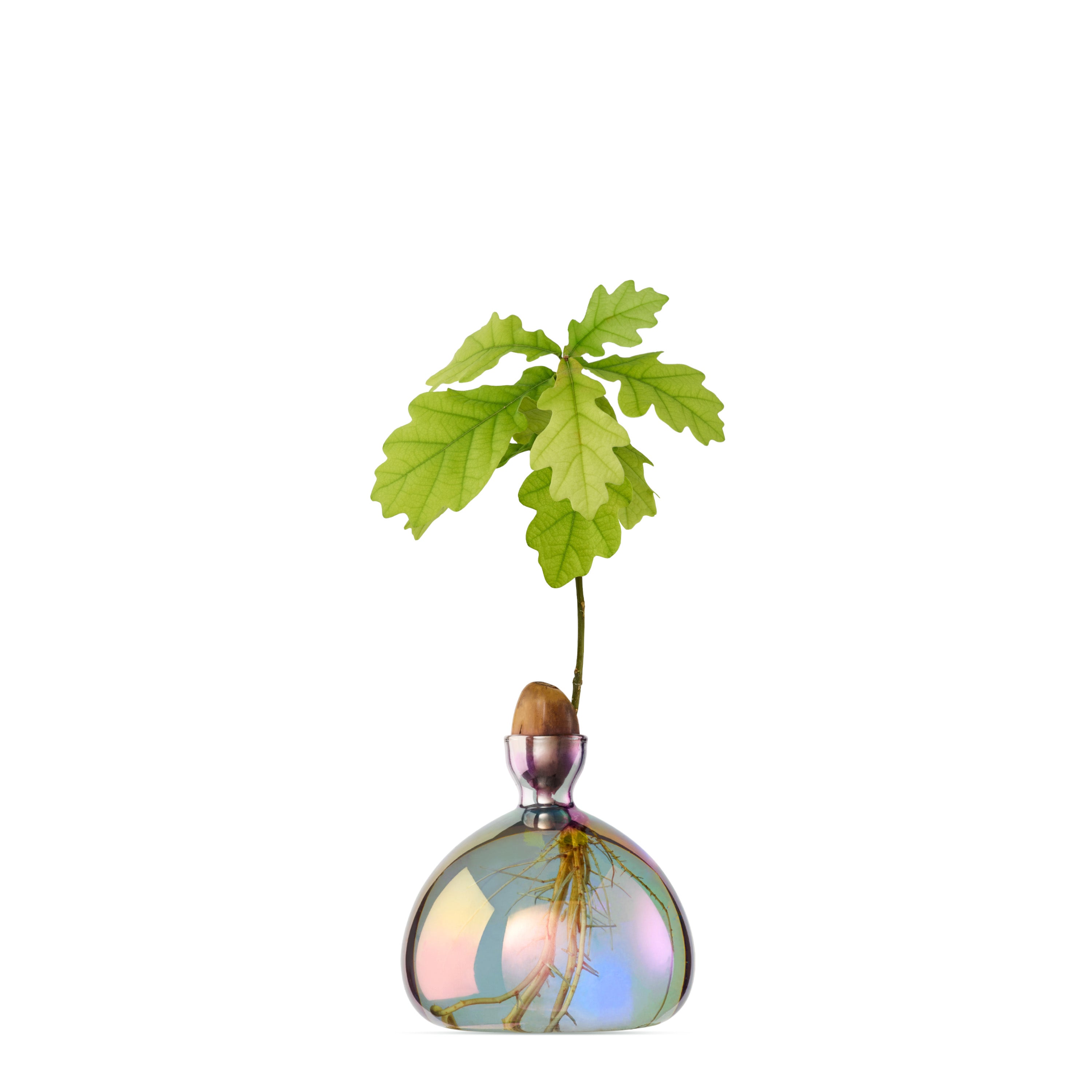 cosmic-vega-acorn-vaseY306TWNrtFroy