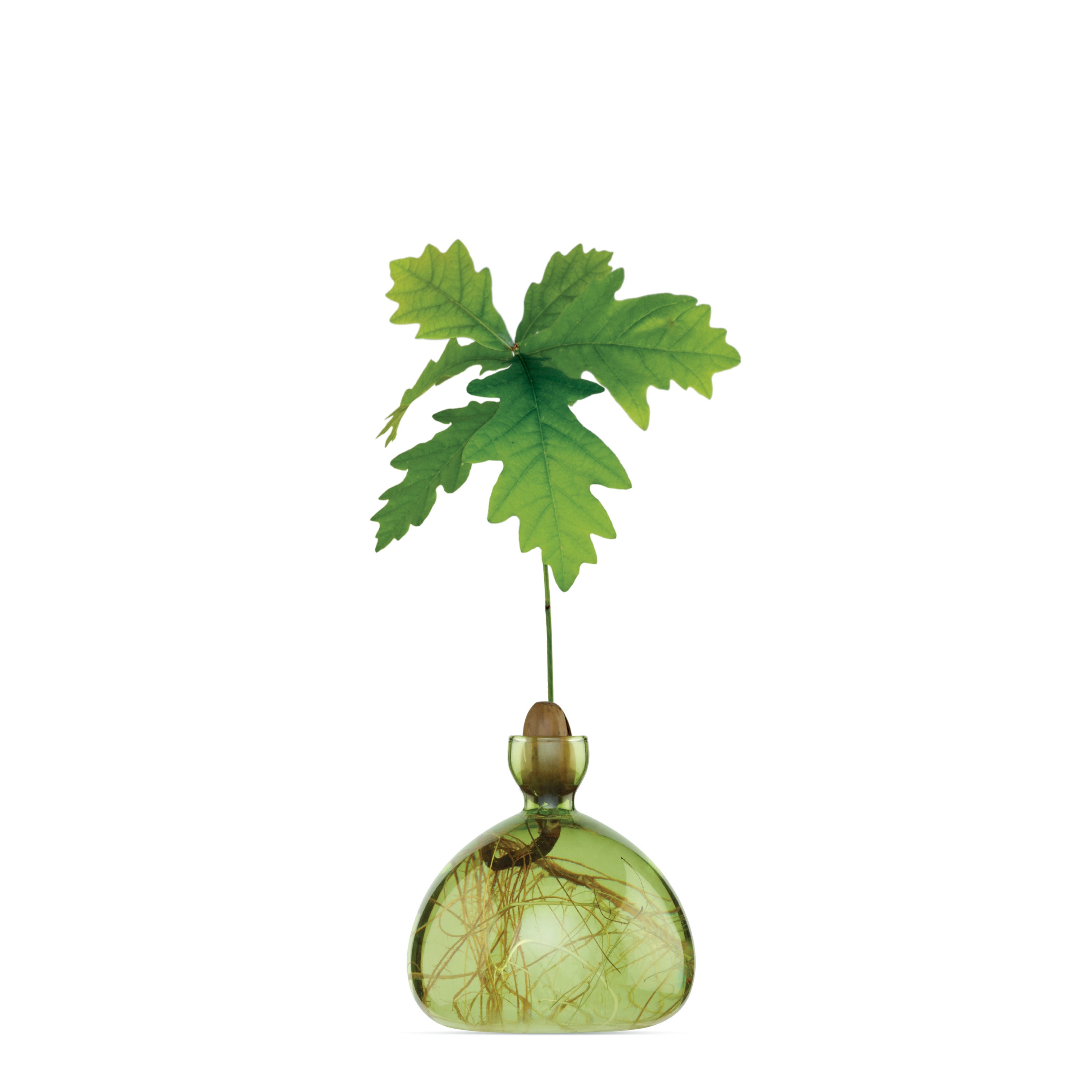 grass-green-acorn-vaseRZxsZc1syIwpO
