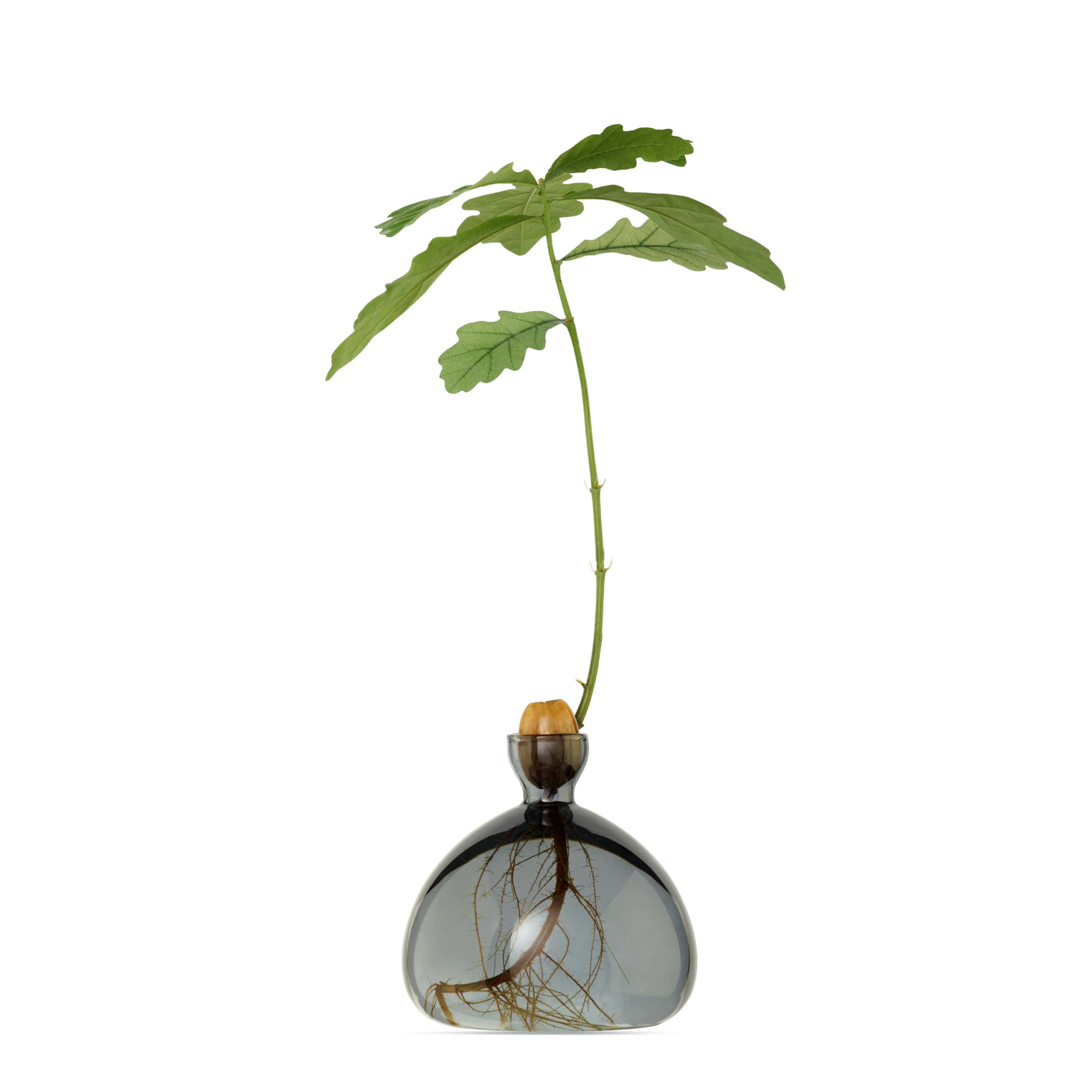 smoke-grey-acorn-vase5zTvtUIM7o9Fa