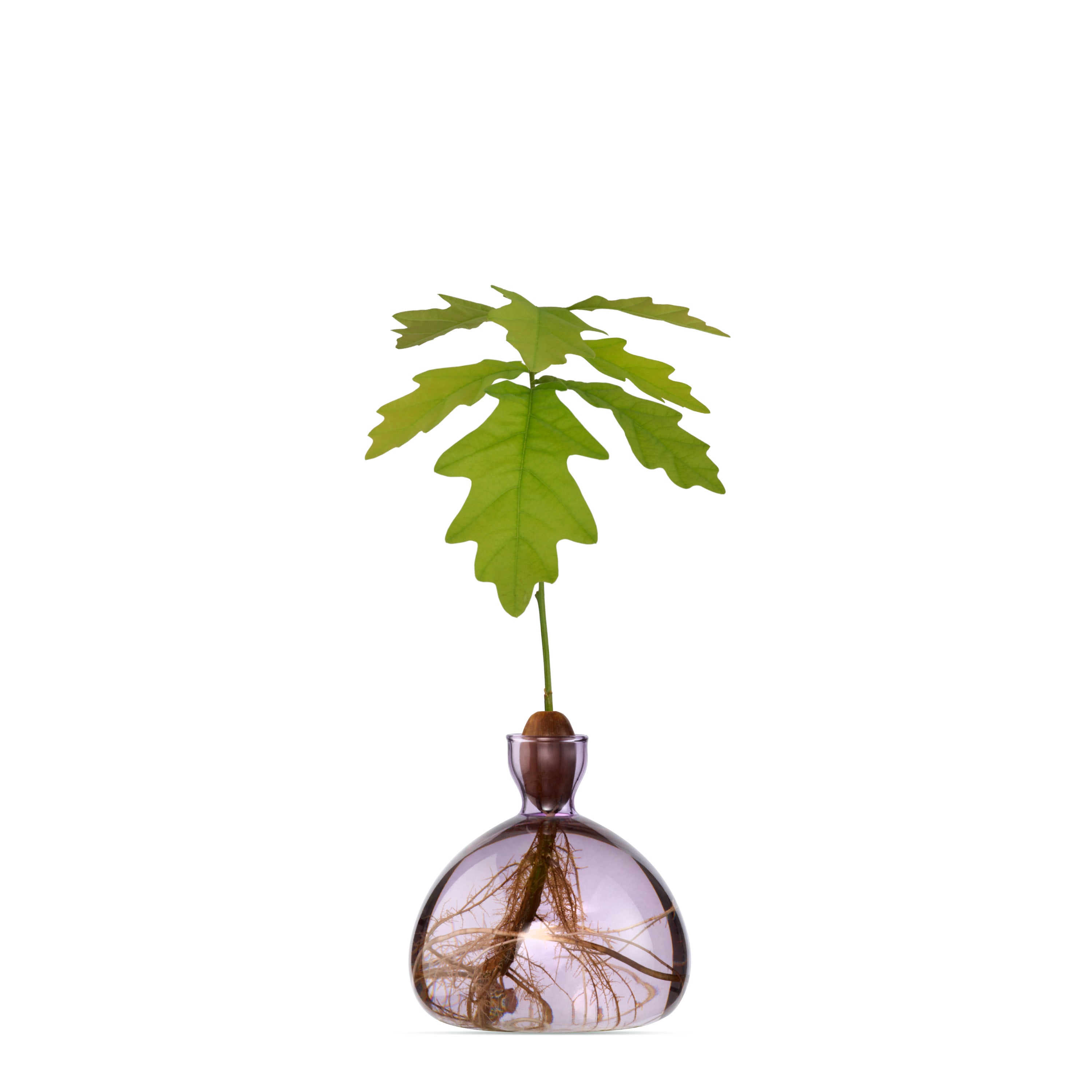 spring-lilac-acorn-vase4hnagtnVy0T5G